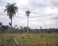 Grundstück in Piribebuy